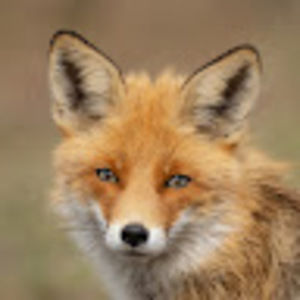 Meet your Posher, Amelia